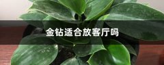 金钻适合放客厅吗