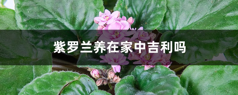 紫罗兰养在家中吉利吗 紫罗兰养在家中吉利吗
