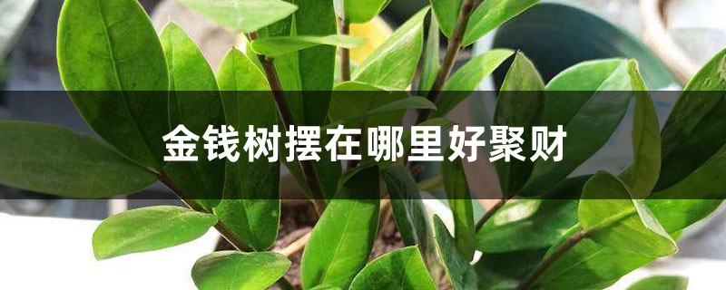 金钱树摆在哪里好聚财 金钱树摆在哪里好聚财