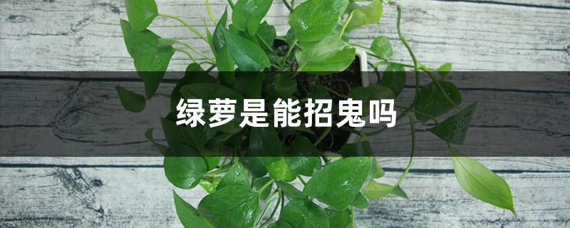 绿萝是能招鬼吗 绿萝是能招鬼吗