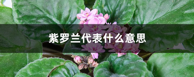 紫罗兰代表什么意思 紫罗兰代表什么意思