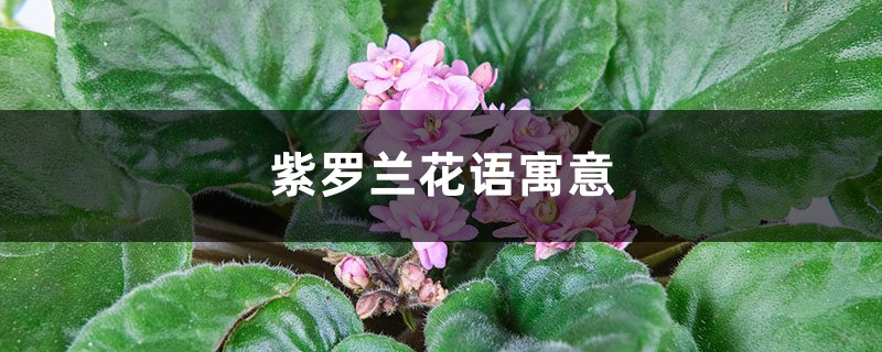 紫罗兰花语寓意 紫罗兰花语寓意
