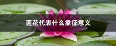 莲花代表什么象征意义