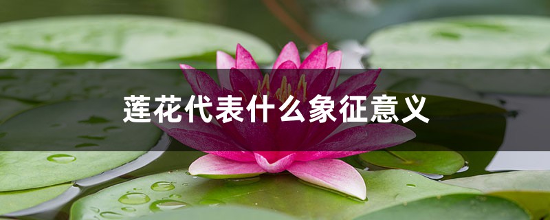 莲花代表什么象征意义 莲花代表什么象征意义