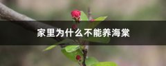 家里为什么不能养海棠