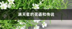 满天星的花语和传说