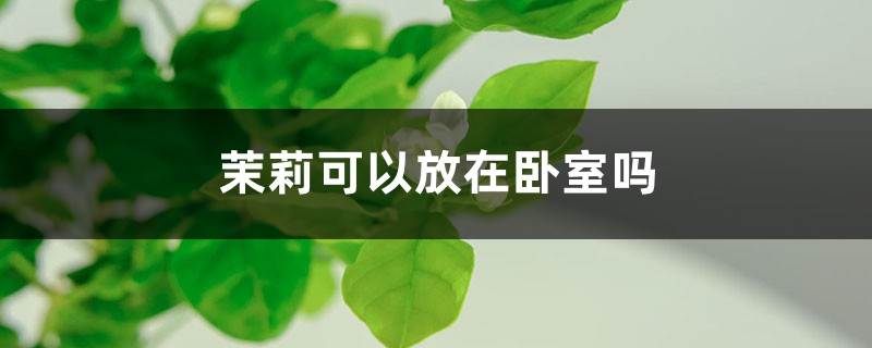 茉莉可以放在卧室吗