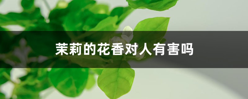 茉莉的花香对人有害吗