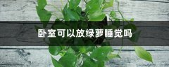 卧室可以放绿萝睡觉吗