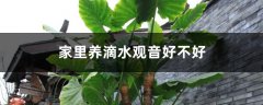 家里养滴水观音好不好