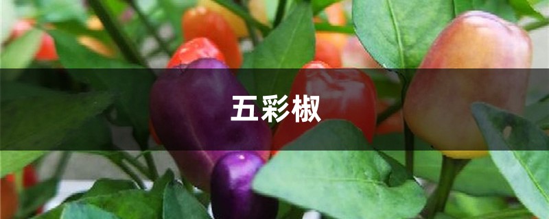4块钱买盆五彩椒,突突冒出100个果,做成辣酱能吃3碗饭! 4块钱买盆五彩椒,突突冒出100个果,做成辣酱能吃3碗饭!