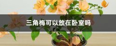 三角梅可以放在卧室吗