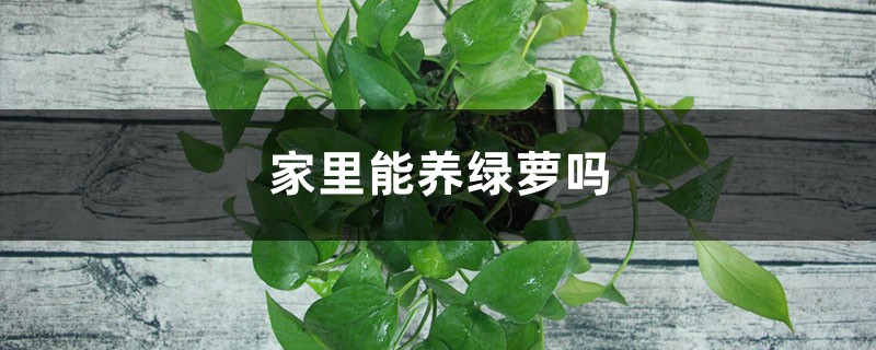 家里养绿萝风水好不好