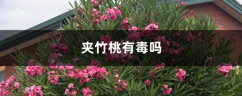 夹竹桃有毒吗 夹竹桃有毒吗