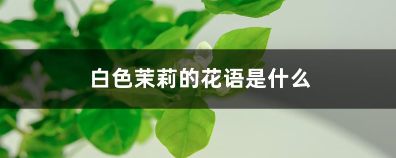 白色茉莉的花语是什么