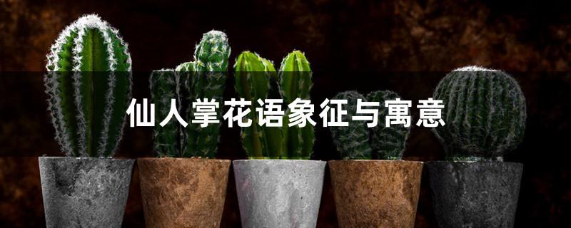 仙人掌花语象征与寓意 仙人掌花语象征与寓意
