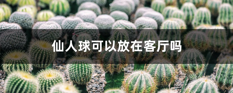 仙人球可以放在客厅吗 仙人球可以放在客厅吗