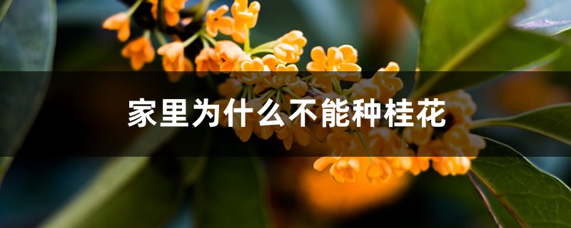 家里为什么不能种桂花 家里为什么不能种桂花