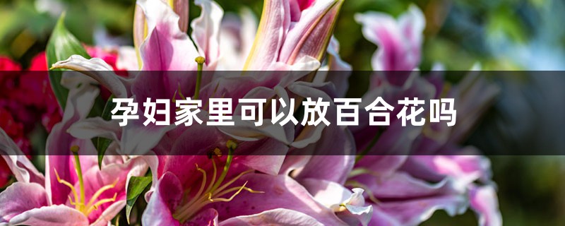 孕妇家里可以放百合花吗