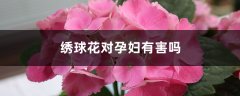 绣球花对孕妇有害吗