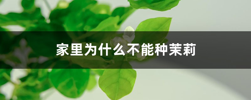 家里为什么不能种茉莉