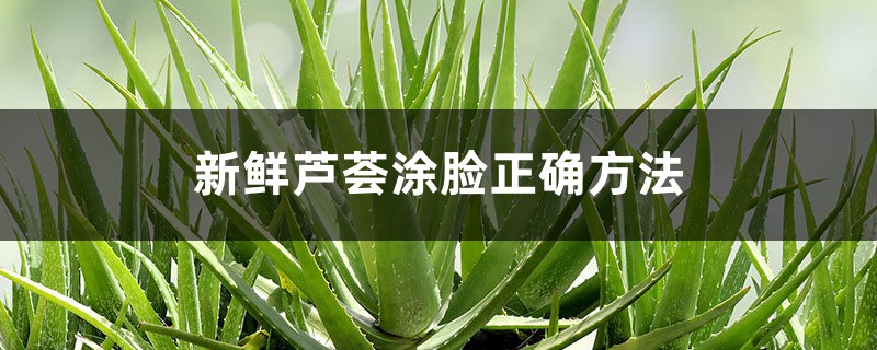 新鲜芦荟涂脸正确方法 新鲜芦荟涂脸正确方法