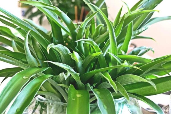 湿气越大越要养,这7种花吸湿吸甲醛,1盆顶个净化器! 湿气越大越要养,这7种花吸湿吸甲醛,1盆顶个净化器!