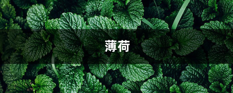 揪一把薄荷,放油锅炒鸡蛋,满鼻喷香! 揪一把薄荷,放油锅炒鸡蛋,满鼻喷香!