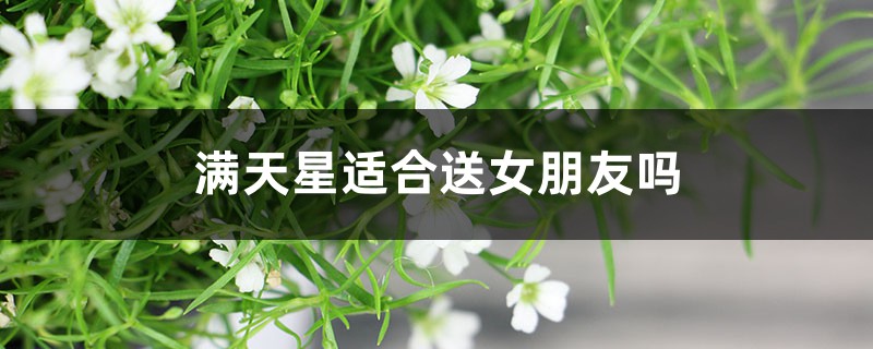 满天星适合送女朋友吗