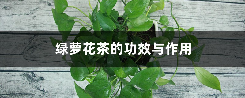 绿萝花茶的功效与作用 绿萝花茶的功效与作用