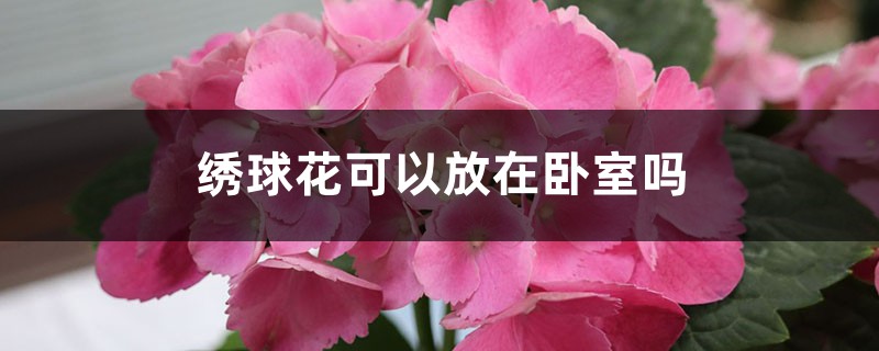 绣球花可以放在卧室吗