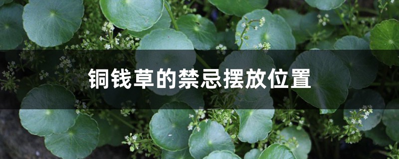 铜钱草的禁忌摆放位置 铜钱草的禁忌摆放位置