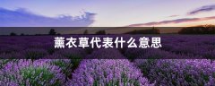 薰衣草代表什么意思