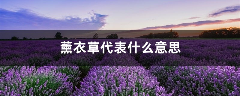 薰衣草代表什么意思 薰衣草代表什么意思
