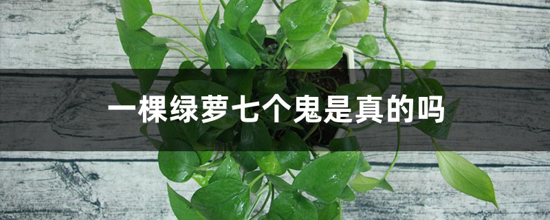 一棵绿萝七个鬼是真的吗 一棵绿萝七个鬼是真的吗