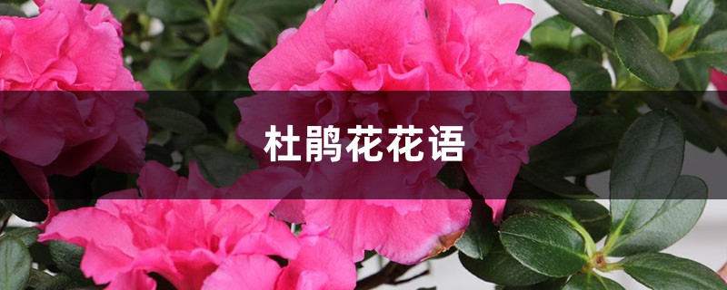 杜鹃花花语