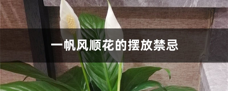 一帆风顺花的摆放禁忌 一帆风顺花的摆放禁忌