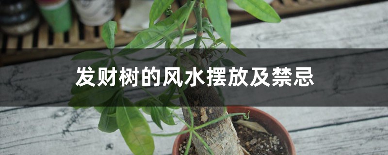 发财树的风水摆放及禁忌 发财树的风水摆放及禁忌