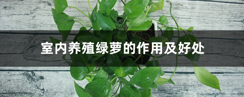 室内养殖绿萝的作用及好处 室内养殖绿萝的作用及好处