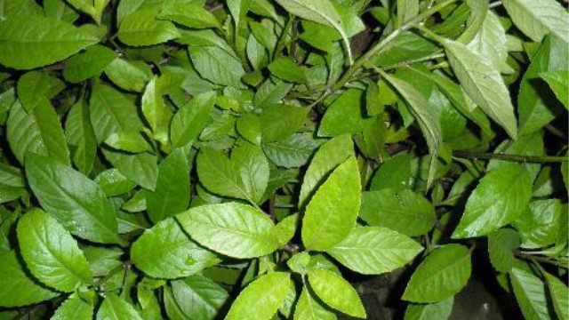 白子菜的功效与作用 白子菜的功效与作用