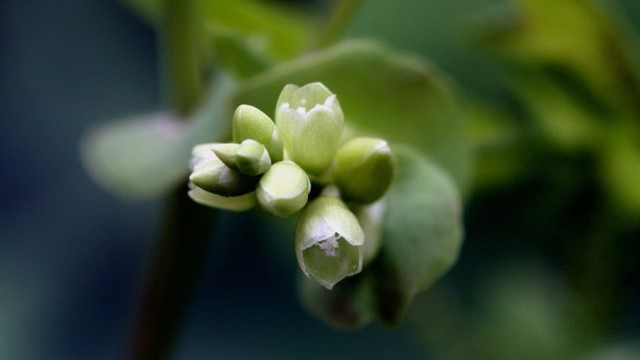 杠板归花功效与作用 杠板归花功效与作用