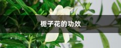 栀子花的功效