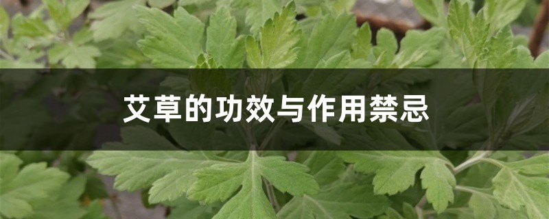 艾草的功效与作用禁忌 艾草的功效与作用禁忌