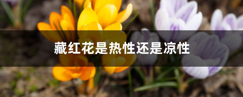 藏红花是热性还是凉性 藏红花是热性还是凉性