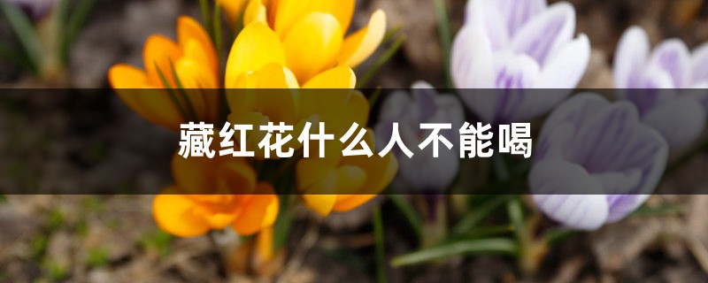 藏红花什么人不能喝 藏红花什么人不能喝
