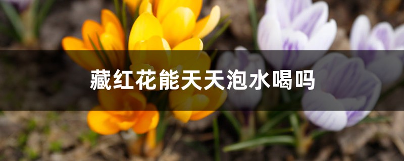 藏红花能天天泡水喝吗 藏红花能天天泡水喝吗