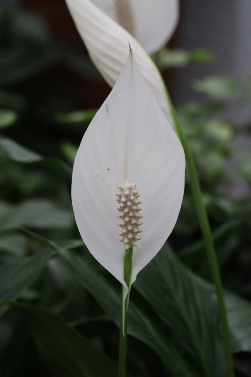 白掌 白掌