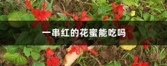 一串红的花蜜能吃吗