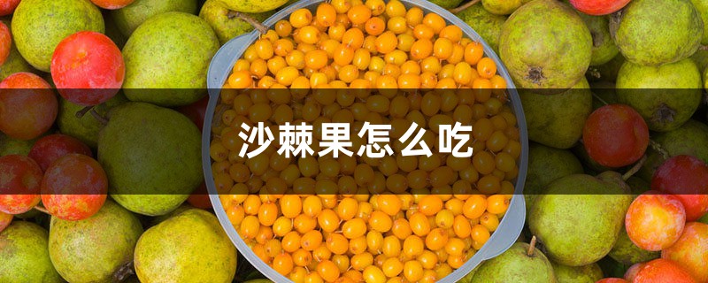 沙棘是什么，沙棘果怎么吃