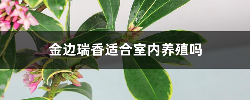 金边瑞香适合室内养殖吗,能活几年 金边瑞香适合室内养殖吗,能活几年